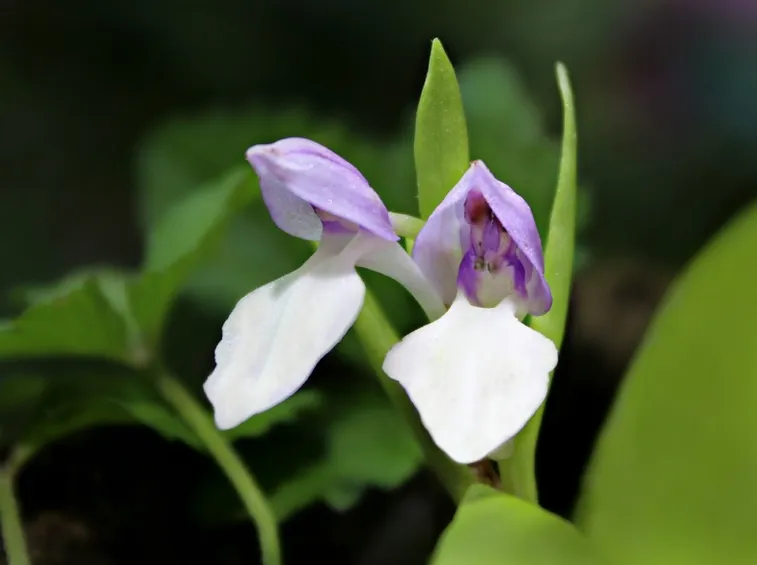 fiore galearis
