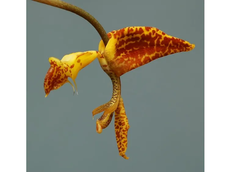 Gongora