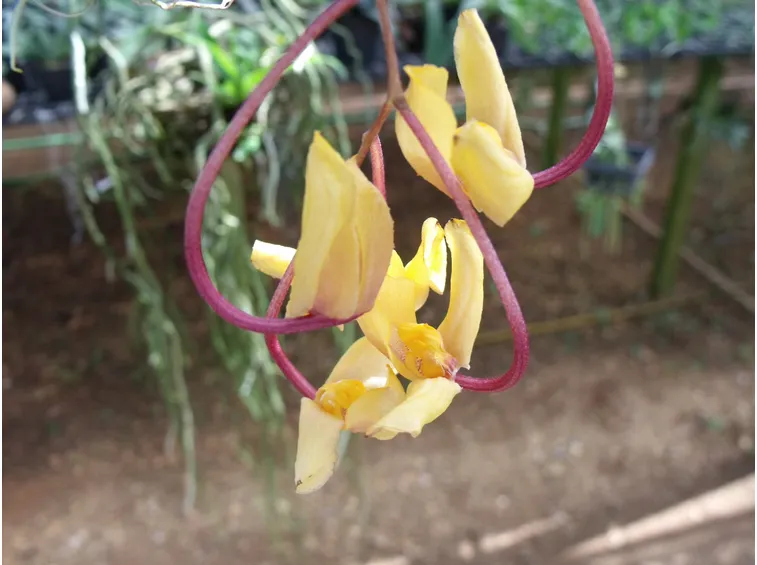 fiore gongora galeata