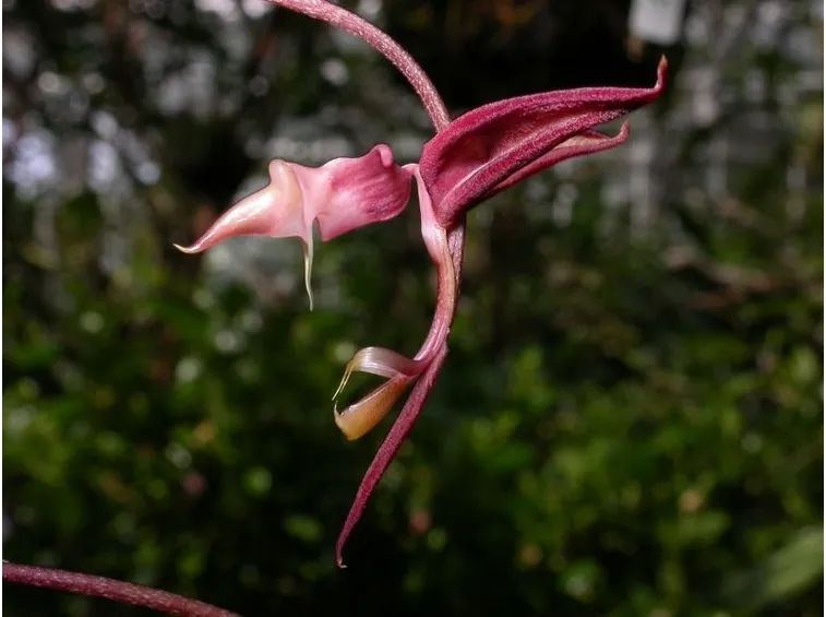 gongora cruciformis