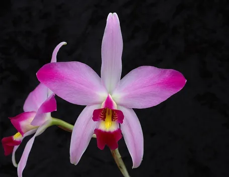Laelia