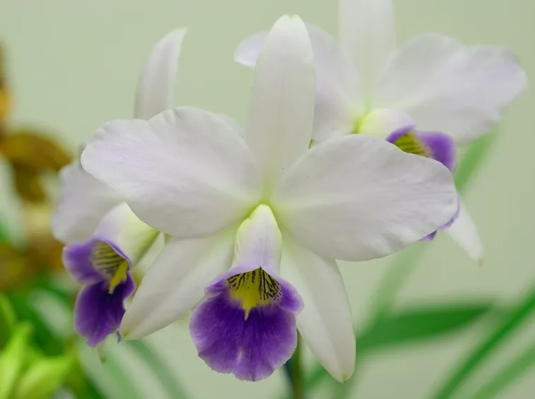 Laelia anceps