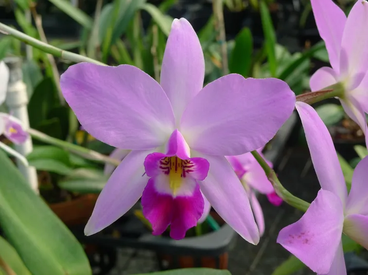 laelia fiori
