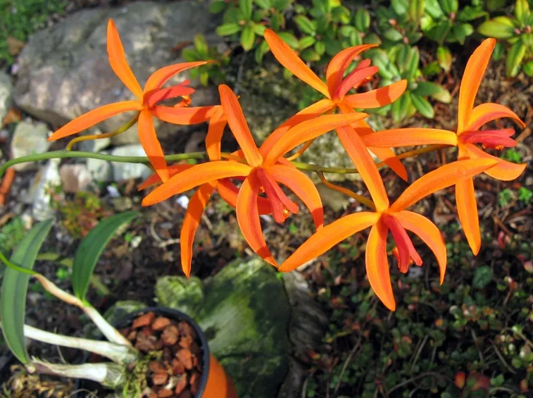 laelia sanguiloba