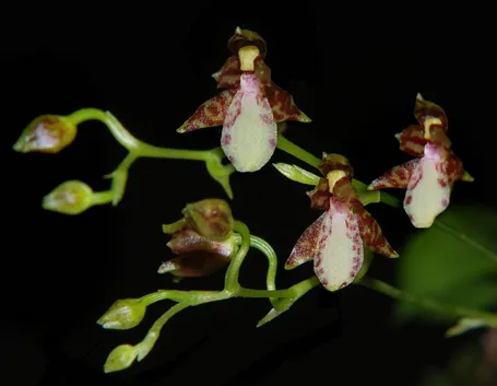 Leochilus labiatus