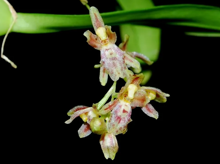 leochilus