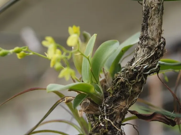 leochilus pianta