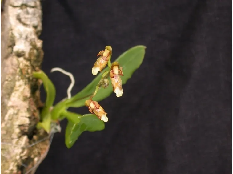 leochilus carinatus