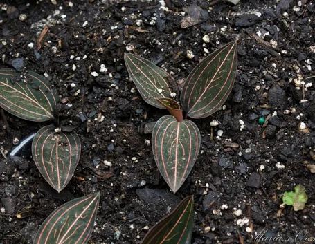 Ludisia discolor