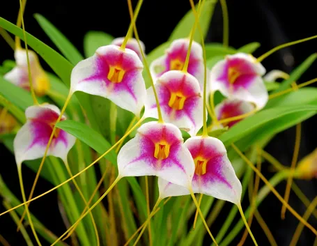 Masdevallia