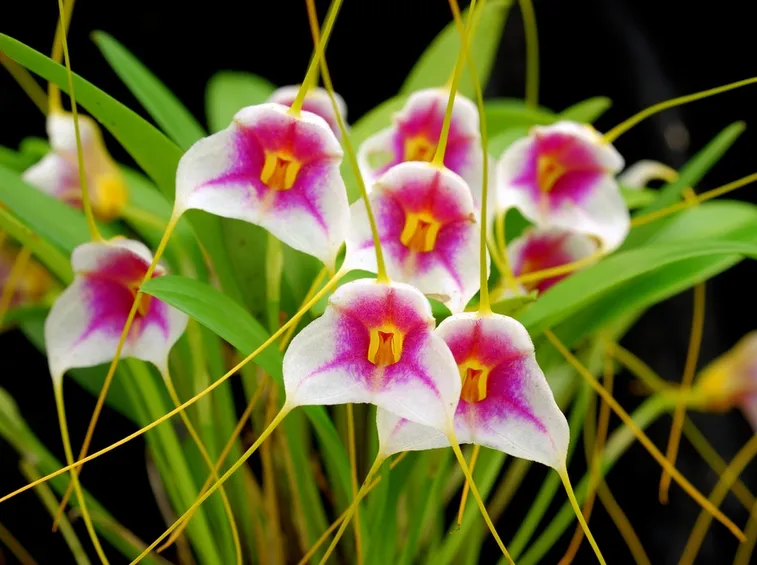 Masdevallia