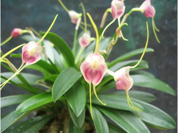 Masdevallia infracta