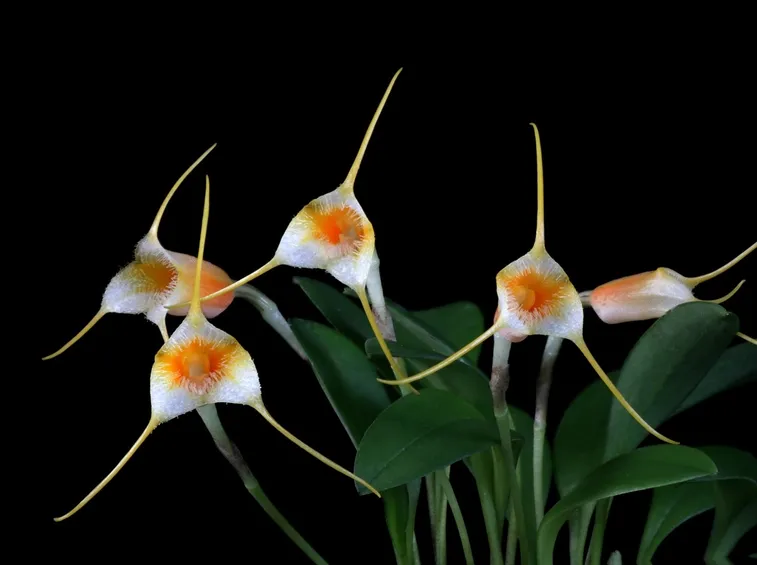 masdevallia sotoana
