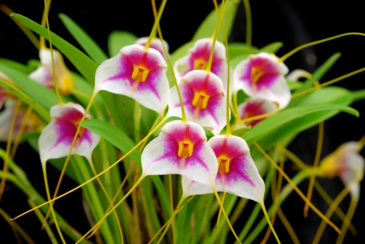 Masdevallia