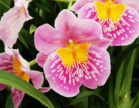 Miltonia