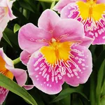 Miltonia