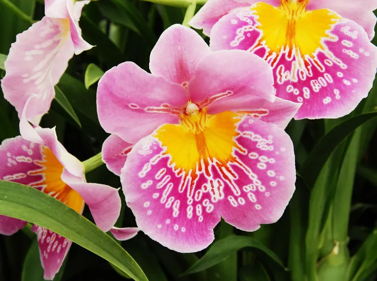 Miltonia