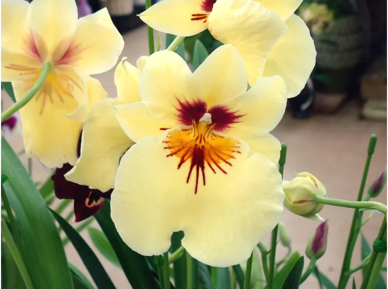 pianta Miltonia