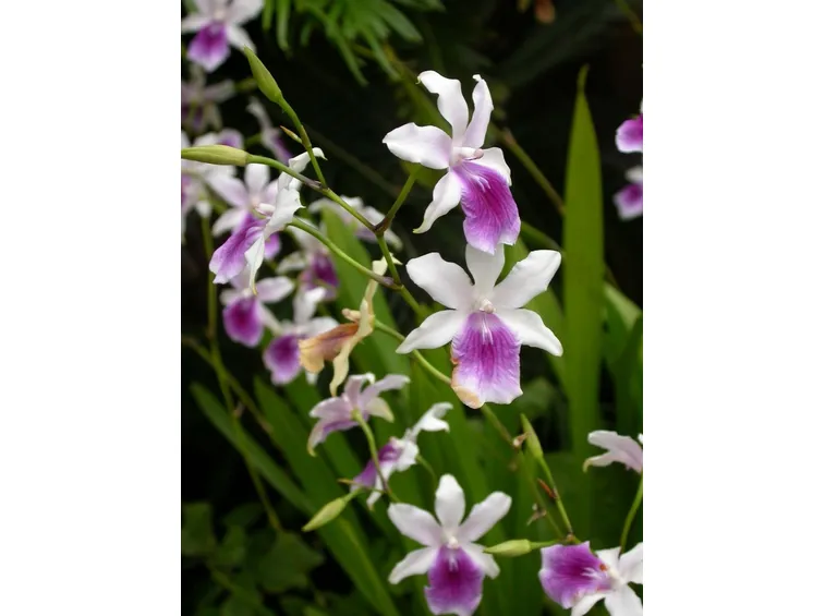orchidea miltona