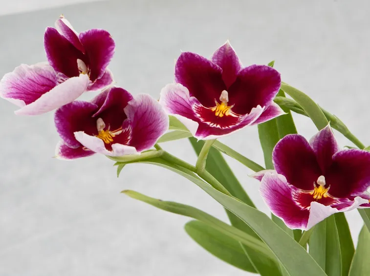 orchidea moltiplicazione