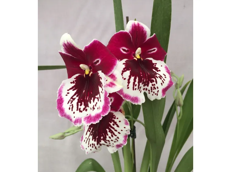 miltoniopsis