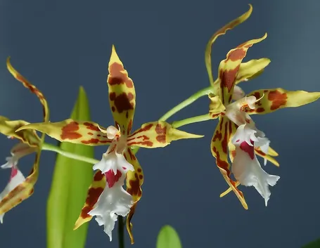 orchidea