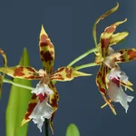 orchidea