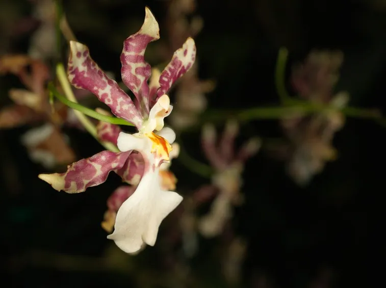 Oncidium tigrinum