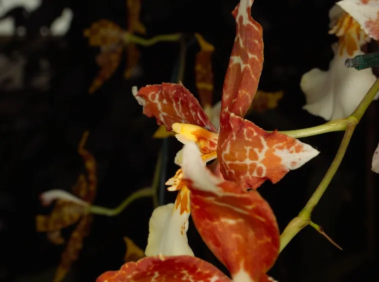 fiore oncidium tigrinum