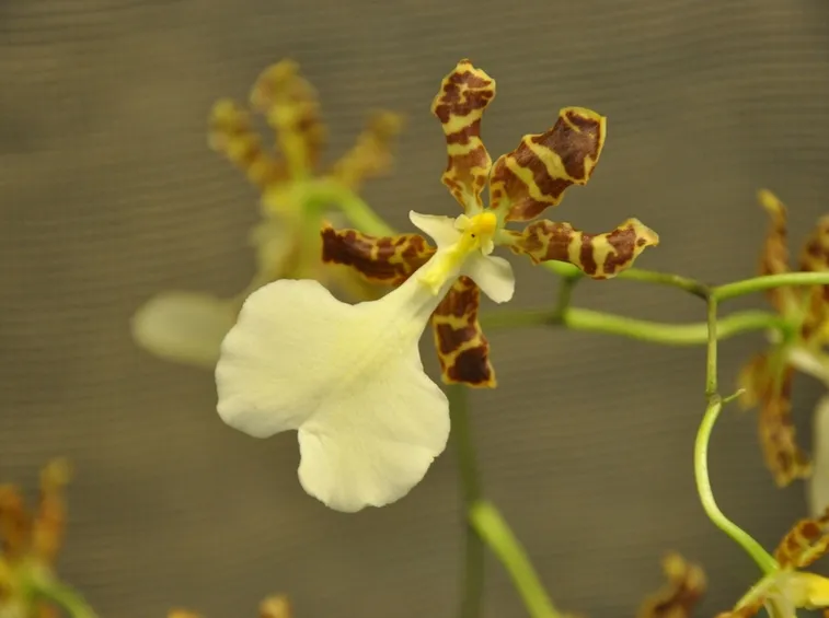 oncidium tigrinum fiore