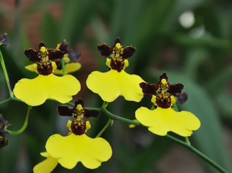 oncidium varicosum