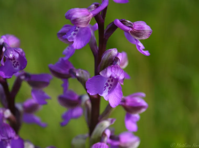 orchidea