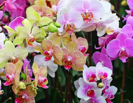 orchidee