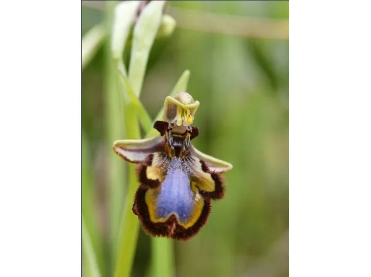 Coltivazione orchidee