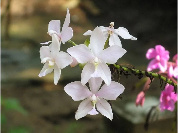 Esposizione orchidee