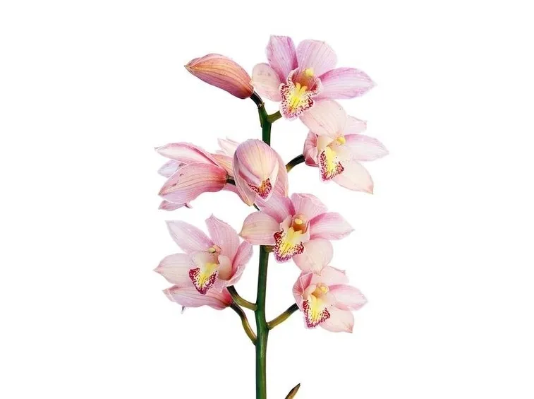 orchidee