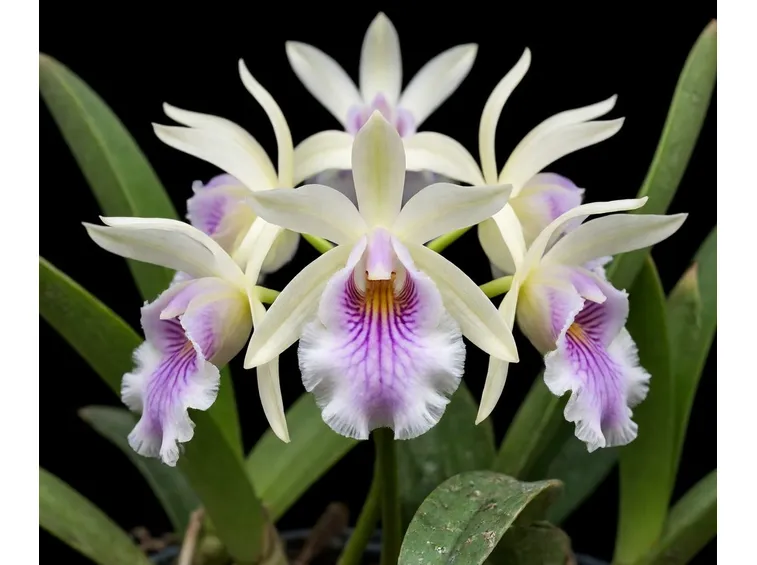 Fiore Pescatorea