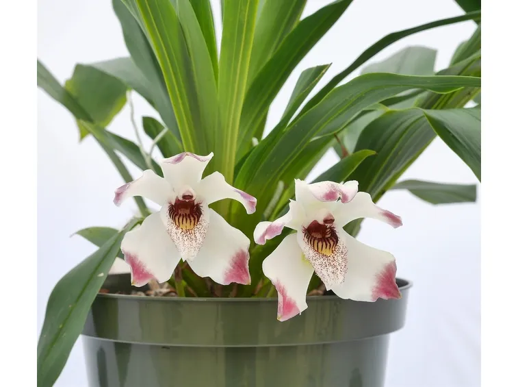 orchidee coltivazione