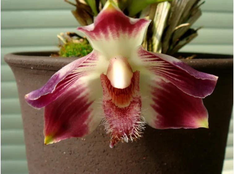 orchidea riproduzione