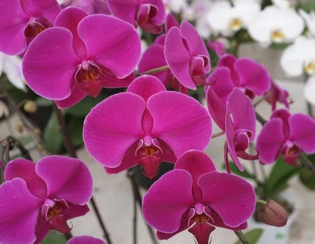 fiore phalaenopsis amabilis