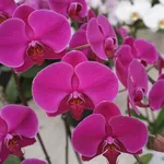 fiore phalaenopsis amabilis
