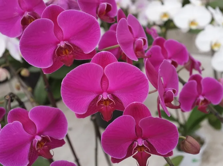 fiore phalaenopsis amabilis