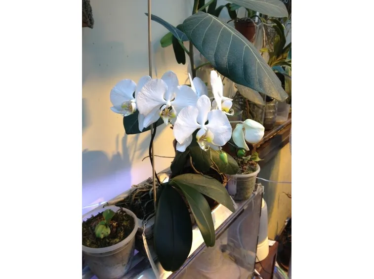 p. amabilis