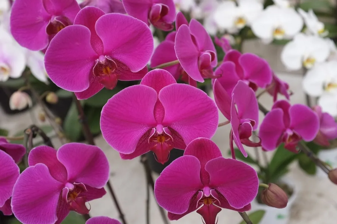 fiore phalaenopsis amabilis