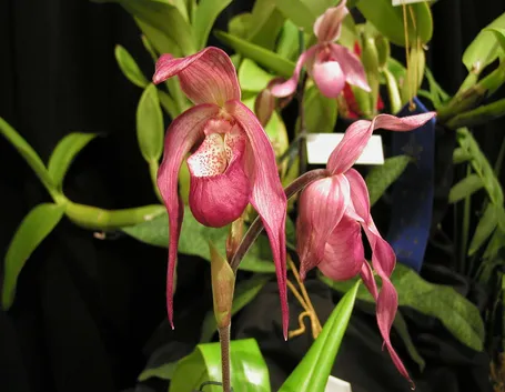 Phragmipedium