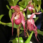 Phragmipedium