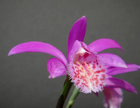 Pleione