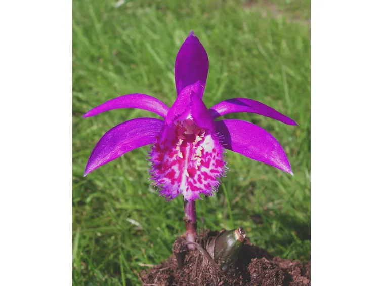 Fiore Pleione