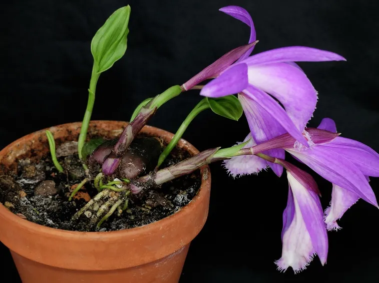 orchidea