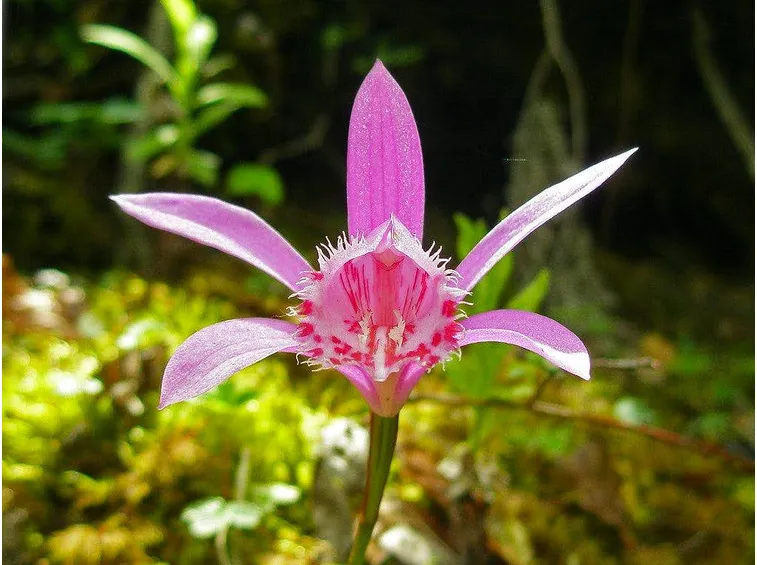 coltivazione orchidea